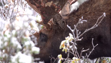 moose eating leaves in the mountains of colorado