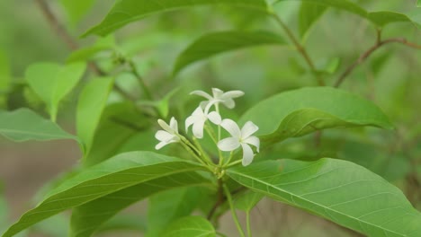 Close-up-of-small-white-flowers-blooming-on-a-green-plant-with-lush-leaves-in-a-natural-outdoor-setting