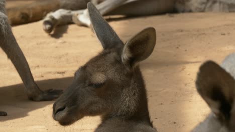 wild kangaroo resting and relaxing during sunny day in zoo