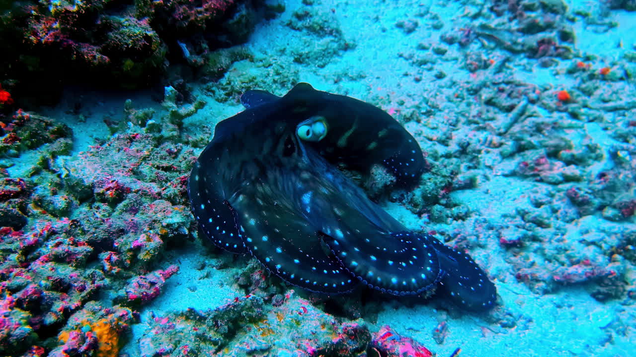 Octopus' camouflage ability and moving style to reach safety underneath coral