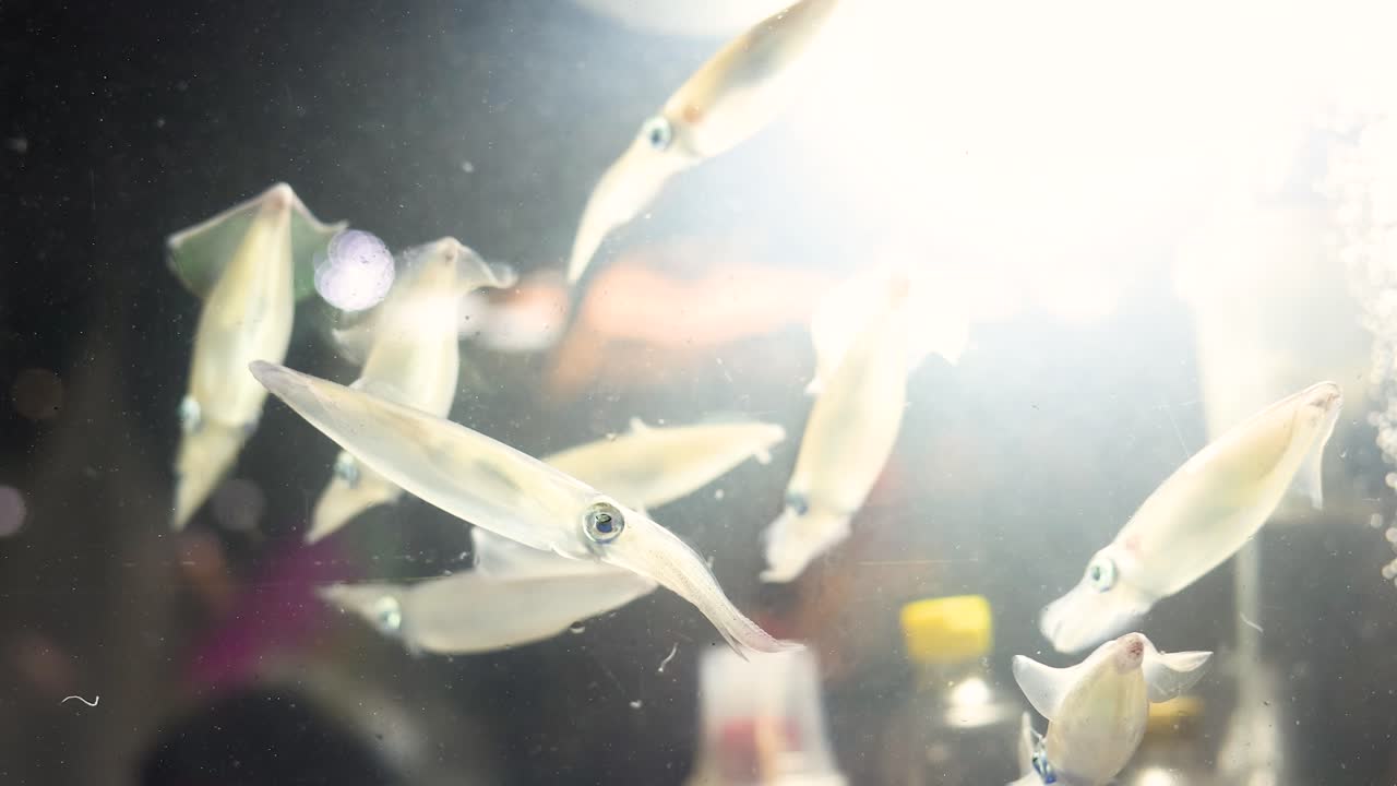 Live squid swim in a brightly lit aquarium, captured with soft focus and gentle movement
