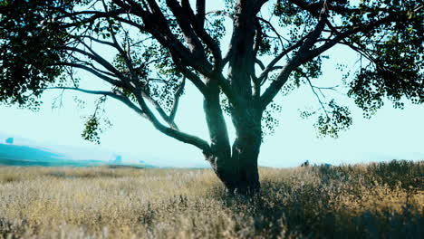 paisaje con una colina y un solo árbol al amanecer con luz cálida