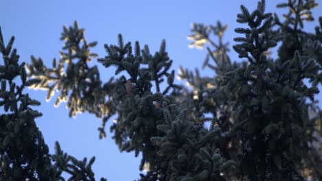 Frozen-coniferous-trees-getting-hit-by-the-first-rays-of-sun-on-a-cold-windy-morning-1---SLOMO