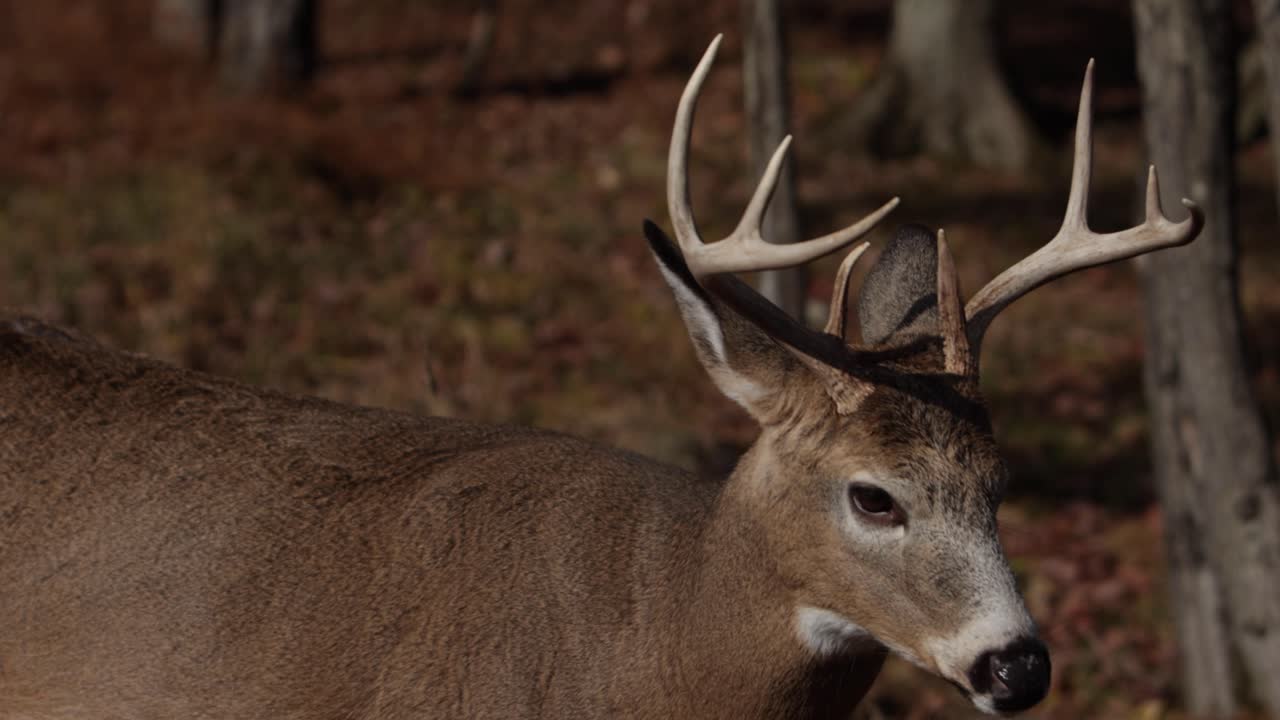 ciervo de cola blanca masticando y mirando alrededor en el borde del bosque soleado slomo