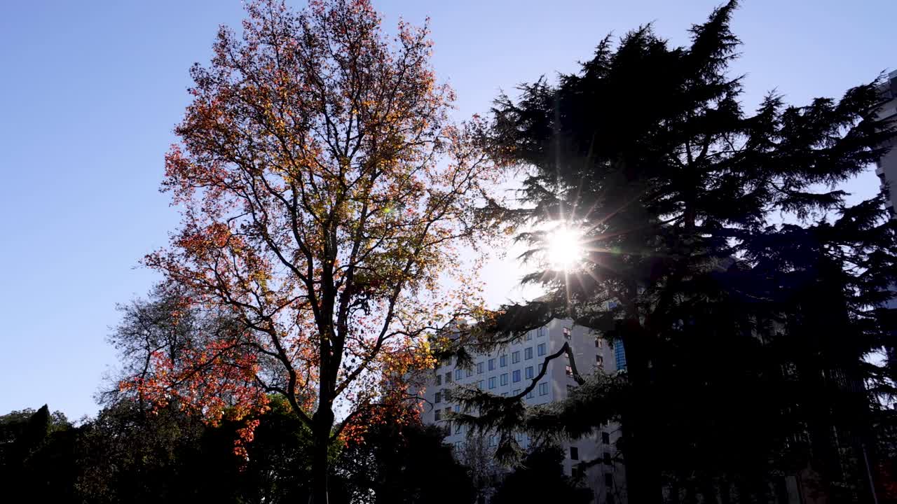 나무와 도시 건물을 통과하는 빛 필터링