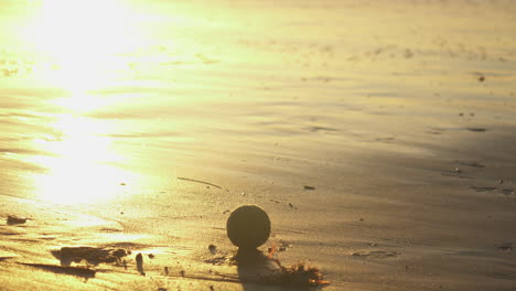 tenis ball on a sandy beach during golden hour, dog playing in the background and waves rolling