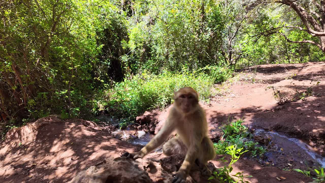 mono, región del norte de áfrica cerca de un pequeño río en el bosque, marruecos