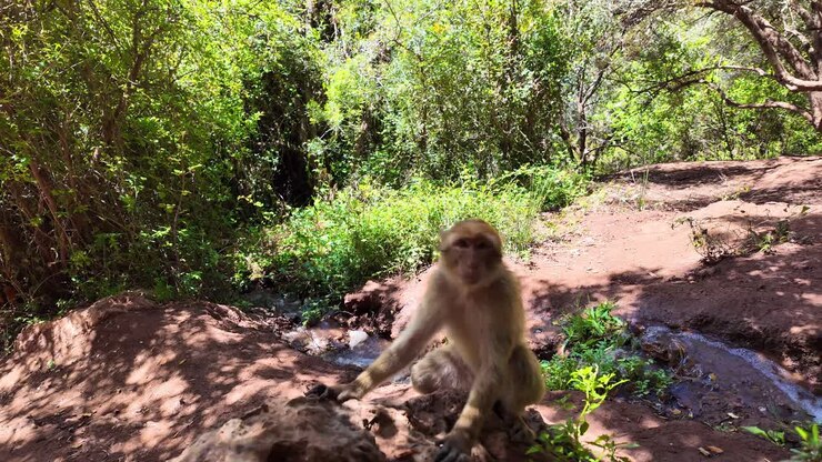 Monkey, North Africa region near a small river in the forest, Morocco