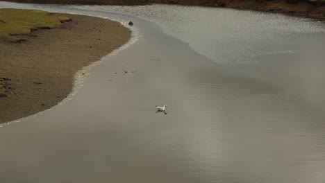 Einzelne-Vogelschwimmen-In-Cornwall-Clear-Nature-Reserve,-Hayle,-England