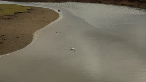 un solo pájaro nadando en cornwall clear nature reserve, hayle, inglaterra