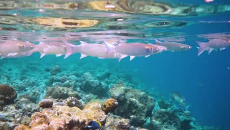 Riff-Mit-Einer-Vielzahl-Von-Hart--Und-Weichkorallen-Und-Tropischen-Fischen.-Malediven-Indischer-Ozean.