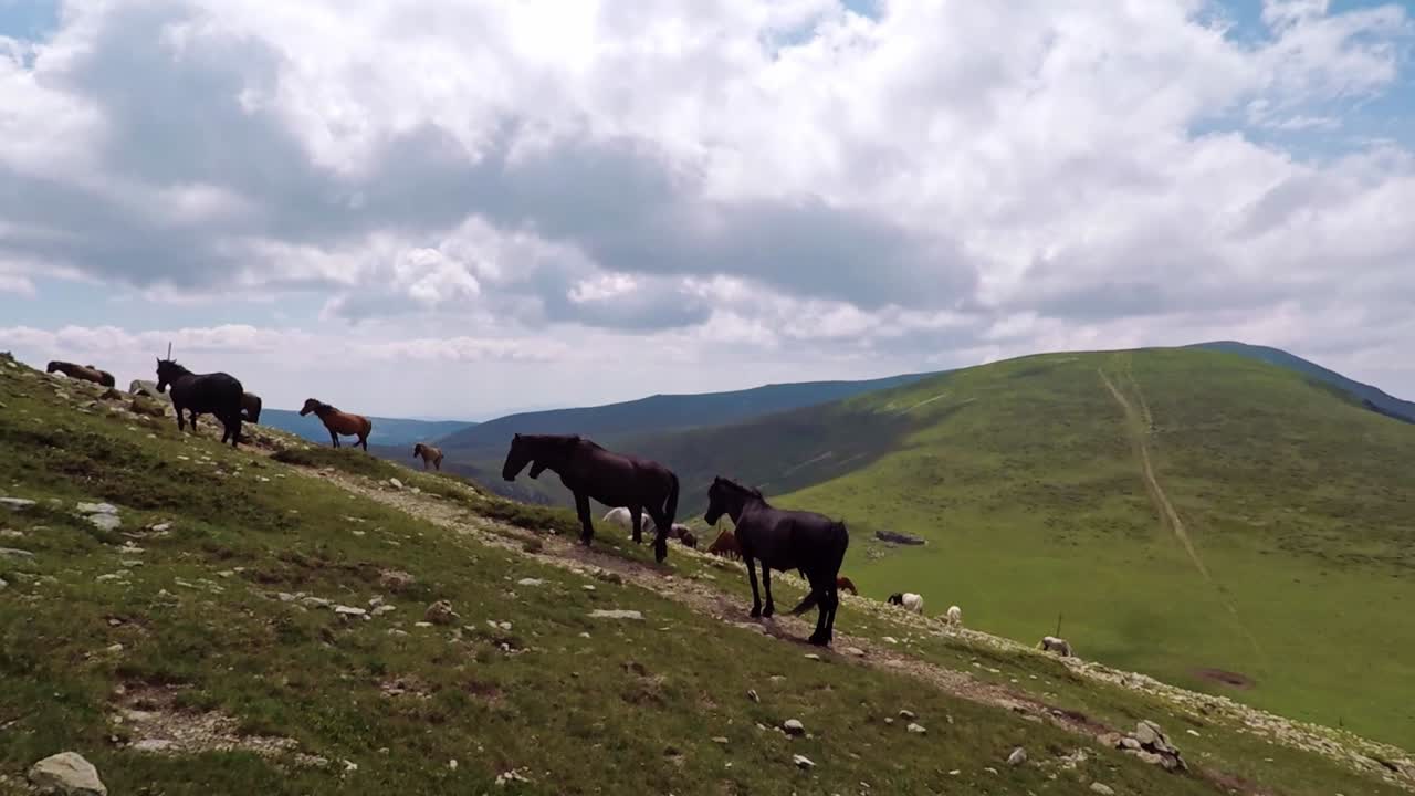 Wild Horses Grazing on Mountain Slopes