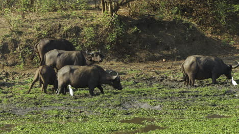 seis búfalos del cabo entran en un estanque fangoso cubierto de plantas acuáticas en la selva africana y se alimentan