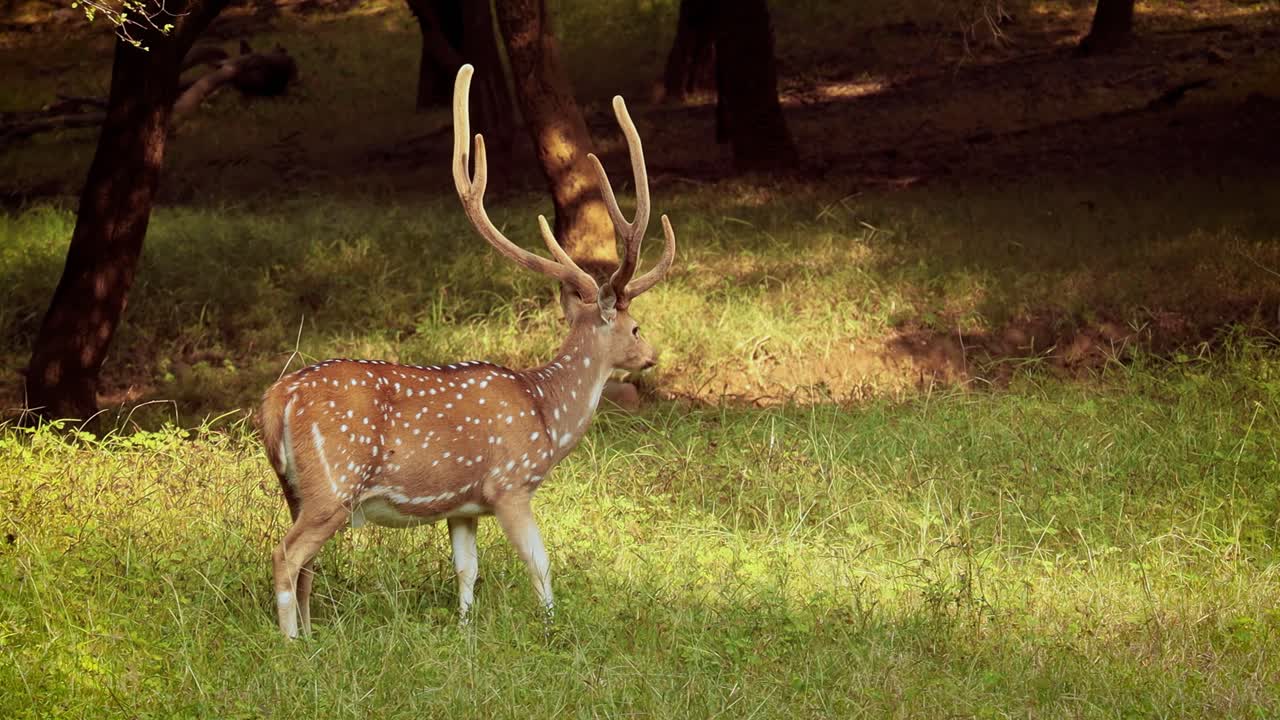 chital o cheetal, también conocido como venado manchado, venado chital y venado de eje, es una especie de venado que es nativa del subcontinente indio. parque nacional de ranthambore sawai madhopur rajasthan india