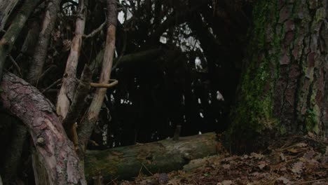 Tree-trunk-and-wood-branches-in-a-forest-close-up