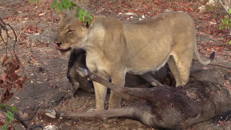 lioness feeds on freshly killed wildebeest, then changes position looking for another point to break up carcass further