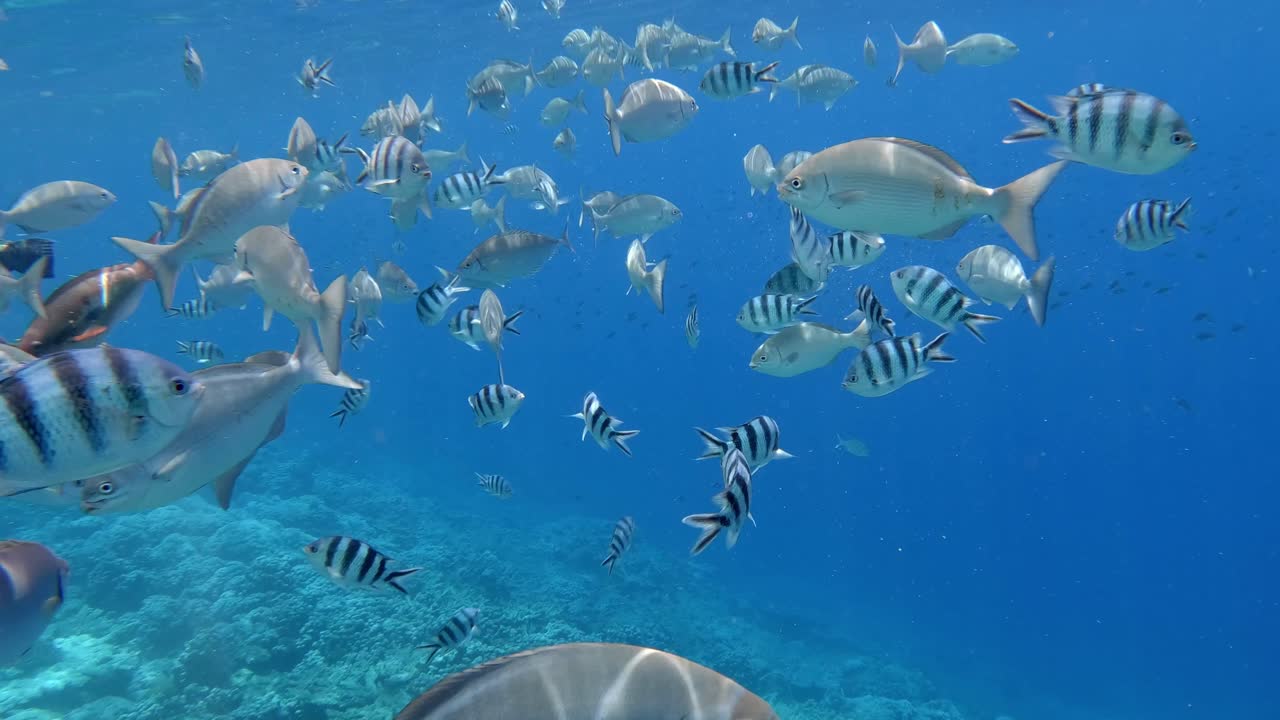 una gran escuela de peces de arrecife de coral nadando bajo el agua en un agua clara