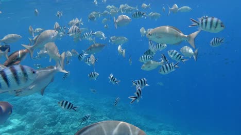 a large school of coral reef fishes swimming underwater in a clear water