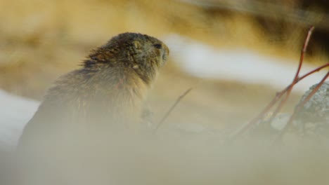 a marmot is looking around from its burrow