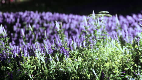 Frühlingswiese-Mit-Blumen-Bei-Sonnenuntergang