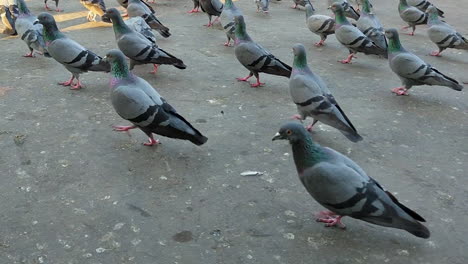 observe a flock or kit of rock pigeons, commonly known as indian rock pigeons, scurrying about at dusk, adding movement and liveliness to the twilight atmosphere