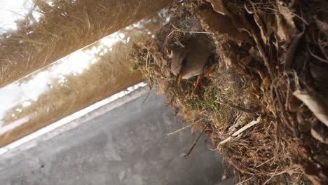 young wren chicks in nest calling out for food with mother wren