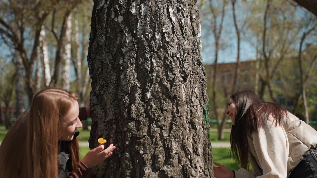 두 명의 학생, 백인과 아시아인이 캠퍼스 공원의 큰 나무 뒤에서 비밀 이야기를 속삭이고, 낄낄 웃으며 작은 물건을 함께 보며 나무껍질 주위를 엿보고 있어요. 봄 햇살, 친근한 친밀감, 풋풋한 호기심이 느껴지네요.