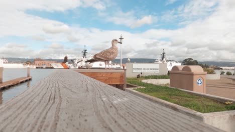 Eine-Möwe-Beobachtet-Die-Bucht,-Während-Die-Sonne-Auf-Den-Pier-Scheint