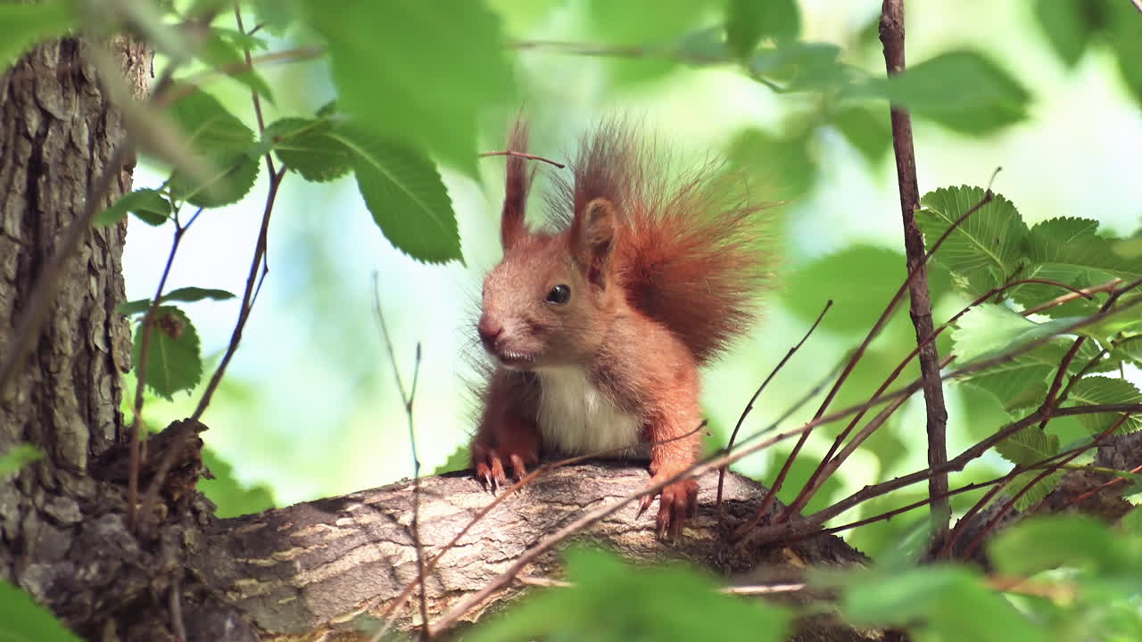 Close up of a red squirrel sitting on a tree branch surrounded by green leaves