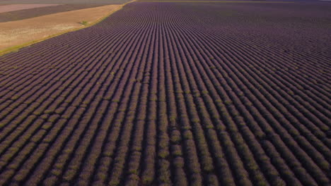 campo de lavanda en vista aérea de valensole, cultivo agrícola en provence, francia