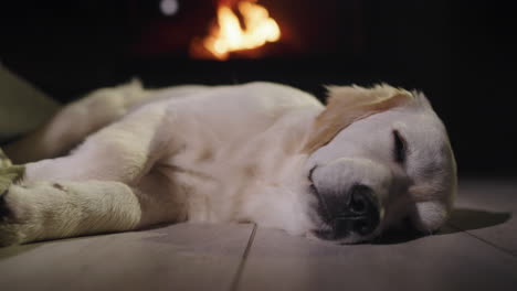 golden retriever dozing on the floor in front of a burning fireplace