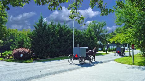 two amish horse and buggies trotting along a country road on a sunny spring day