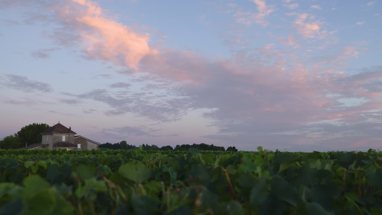 закат над виноградником и фермой