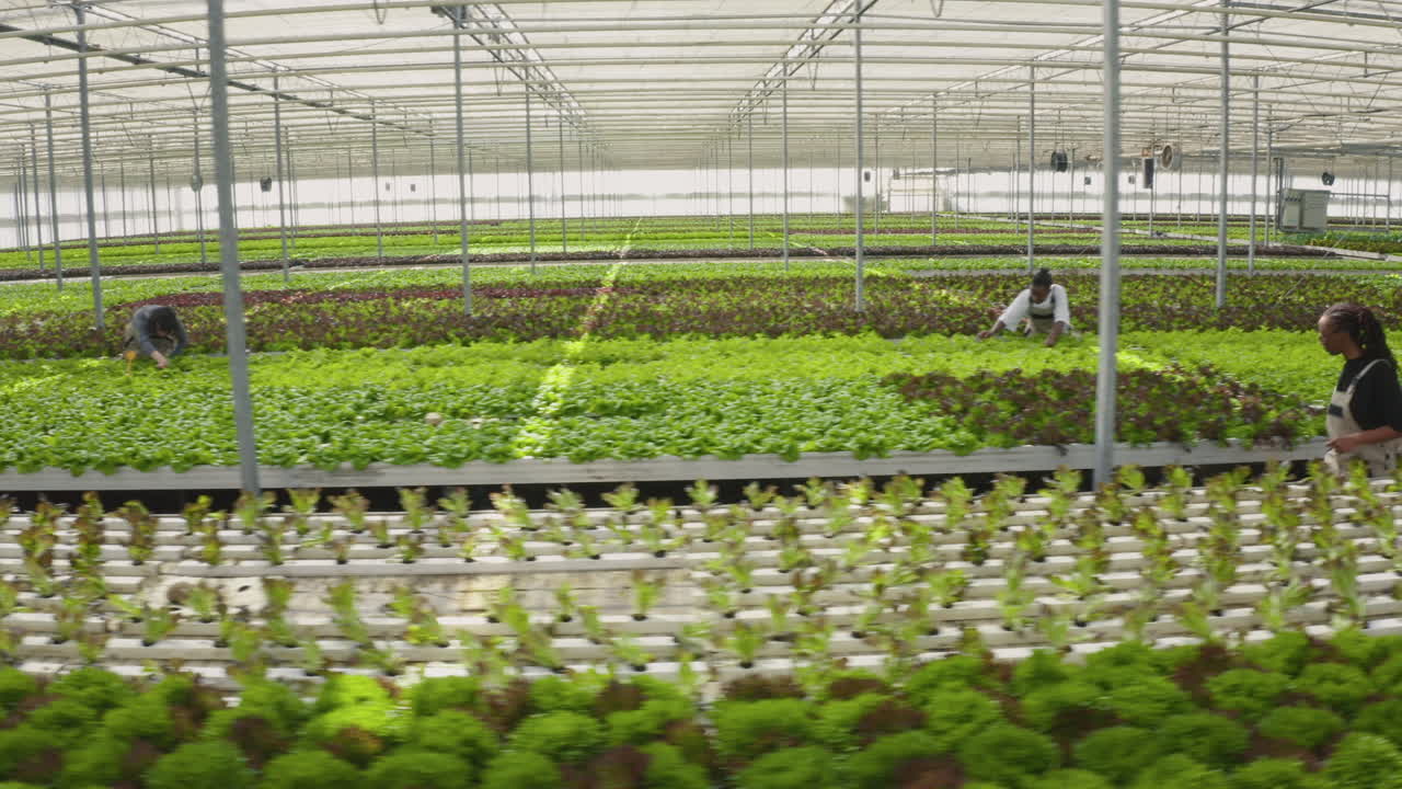 Indoor Hydroponic Lettuce Farm with Workers