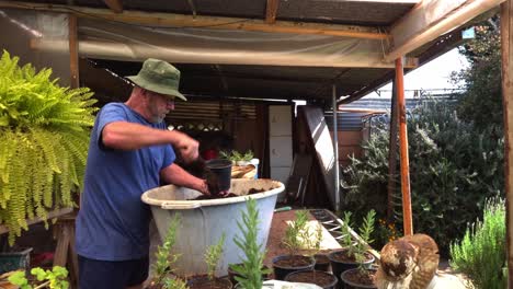 old man with beard transplant lavender seedlings in flower pots