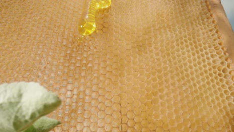honeycomb frame with honey and apple blossoms