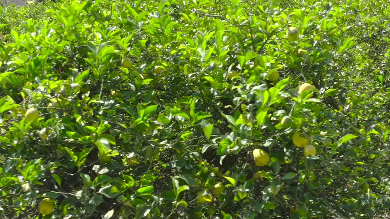 una sartén de limones en primer plano en los limoneros en plena floración en un soleado día de verano