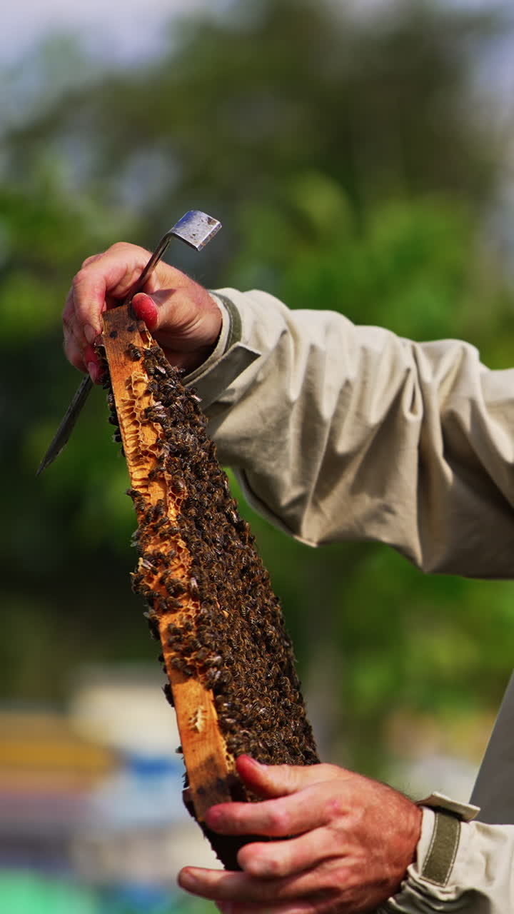 Apiculturist equipped with protective hat holding a frame covered with bees. Beekeeper checking up the frame carefully in the sunlight. Vertical video