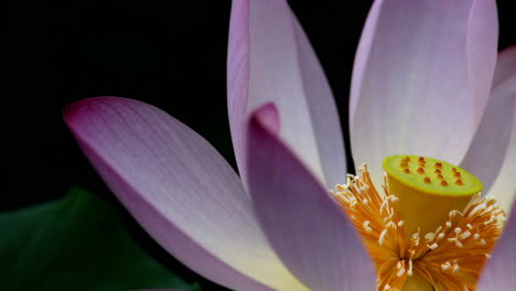 close-up of a pink lotus flower in bloom
