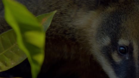 a close up shot of a group or band of female and pups of the ring-tailed coati sitting on a branch of a tree in brazil