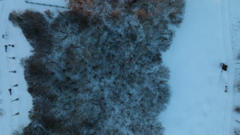 Bird's-eye-view-of-a-dense-cluster-of-winter-bare-trees-within-a-snow-covered-landscape,-creating-an-intricate-pattern-of-branches-and-shadows