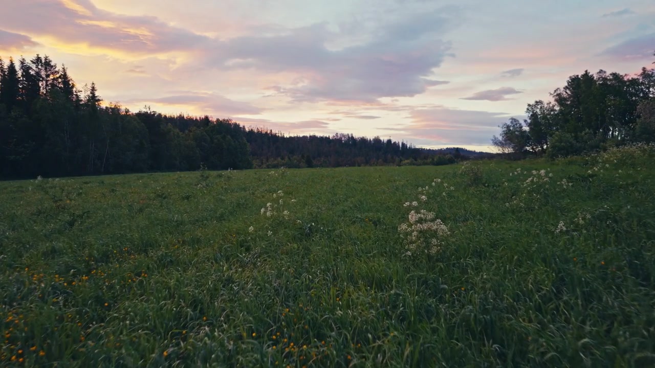 Kevään ruoho ja kukkivat luonnonkukat metsämaiseman edessä auringonlaskun aikaan. Matala ilmakuva.