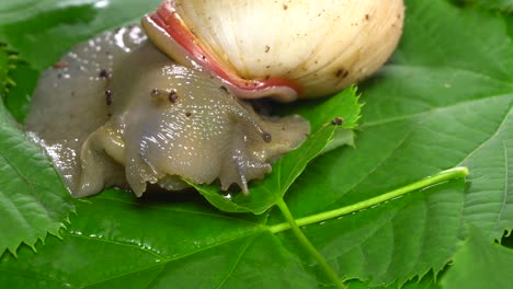 beautiful snail eating green leaf.