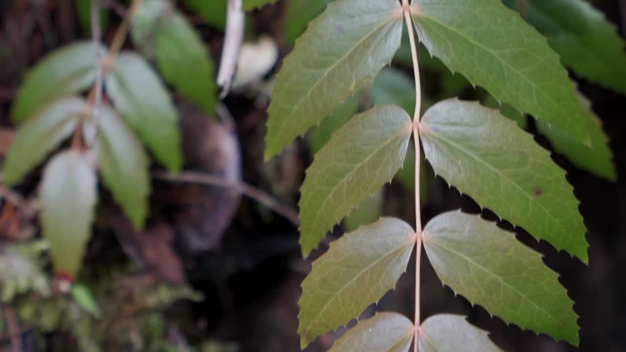 숲에서 나뭇잎의 근접 촬영