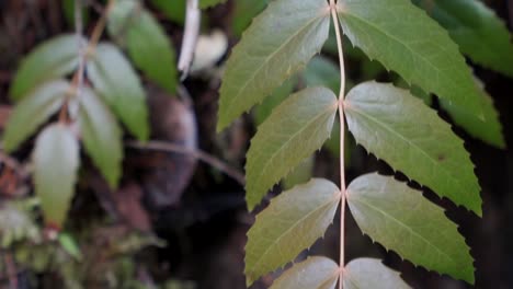 closeup of leaves in the forest