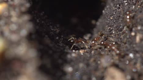 close up macro view of red ants traveling