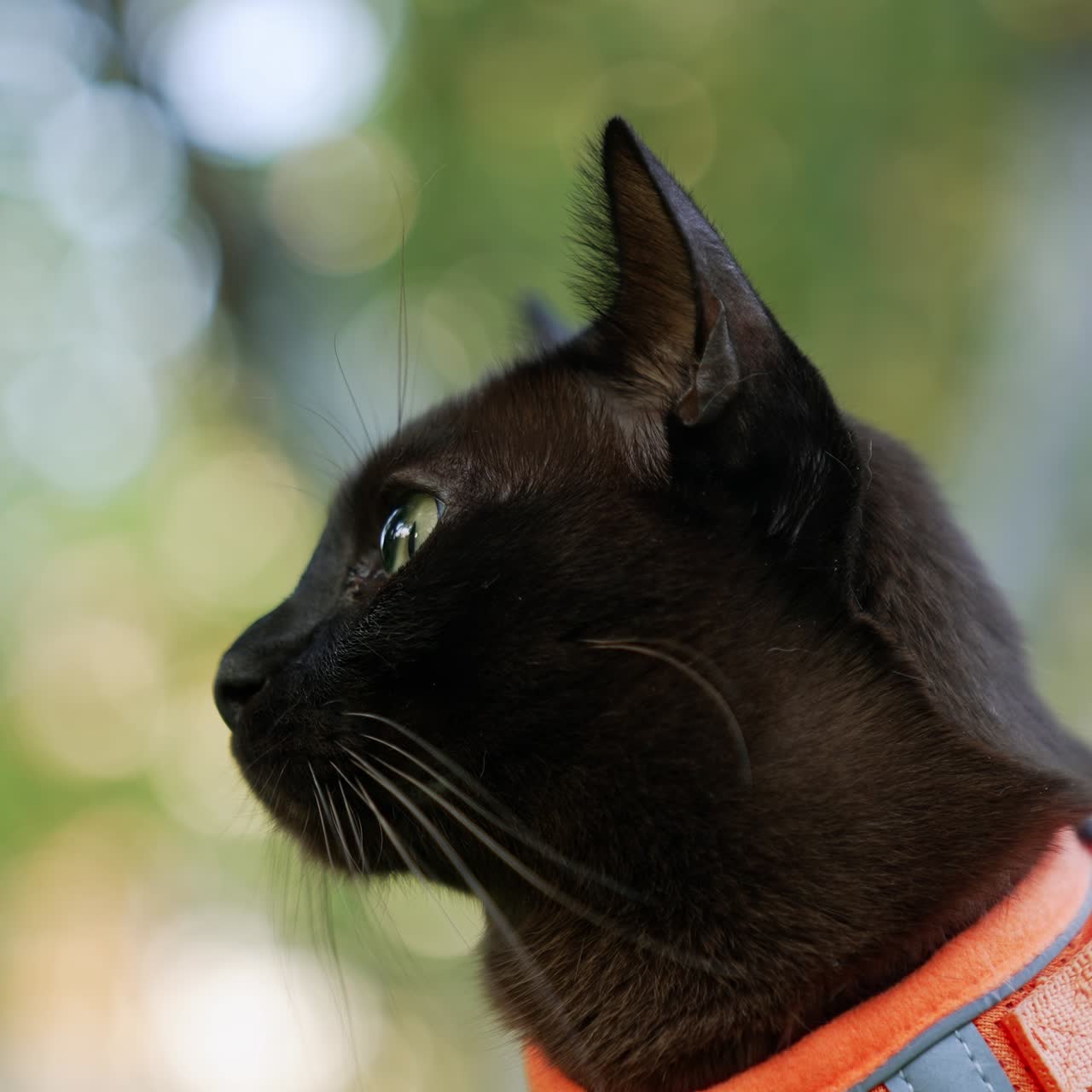 Black short-haired cat in orange harness close up. Head of a domestic feline looking around. Blurred backdrop