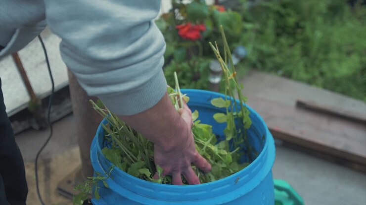 Abbondante rucola lavata in un secchio d'acqua, ALTA VELOCITÀ, MEZZI BUSTI