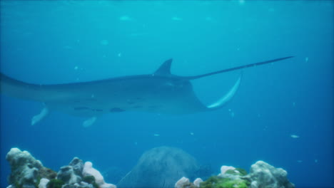 la manta raya se alimenta por encima de un arrecife de coral en las aguas azules de komodo