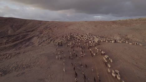 Buena-Toma-Aérea-En-órbita-Sobre-Un-Rebaño-De-Ovejas-Y-Cabras-Subiendo-La-Montaña,-Durante-La-Puesta-De-Sol